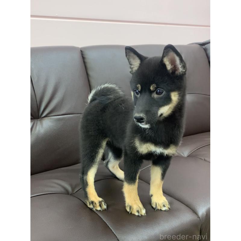 成約済の滋賀県の豆柴-410544の2枚目