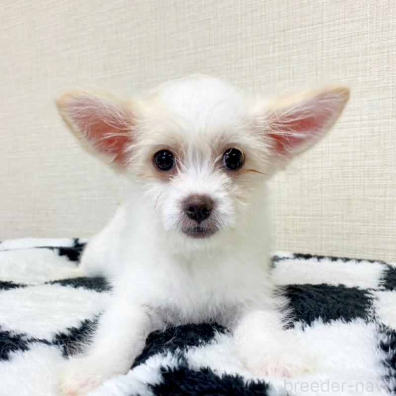 販売中の群馬県のミックス犬-421649の1枚目