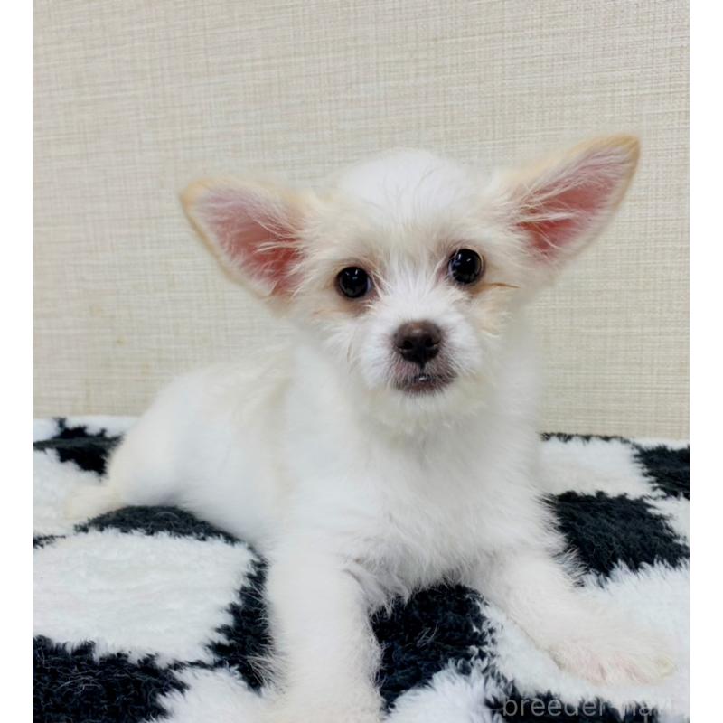 販売中の群馬県のミックス犬-421649の8枚目