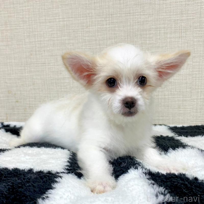販売中の群馬県のミックス犬-421649の7枚目