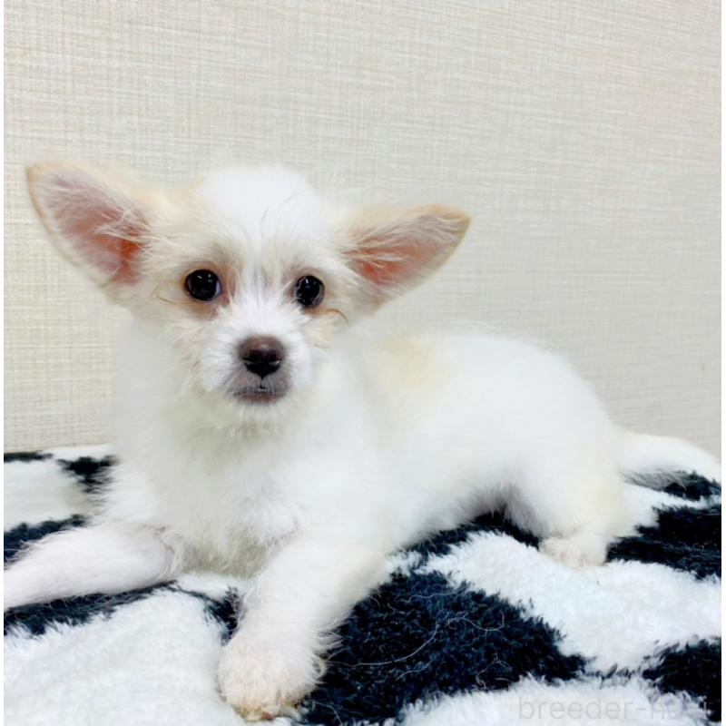 販売中の群馬県のミックス犬-421649の6枚目