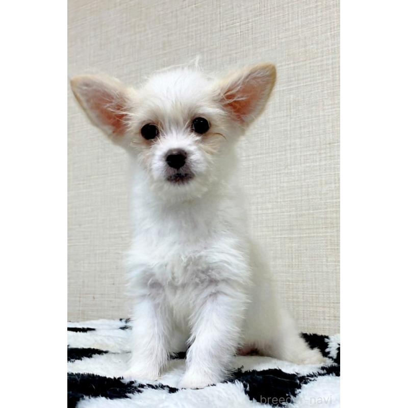 販売中の群馬県のミックス犬-421649の5枚目