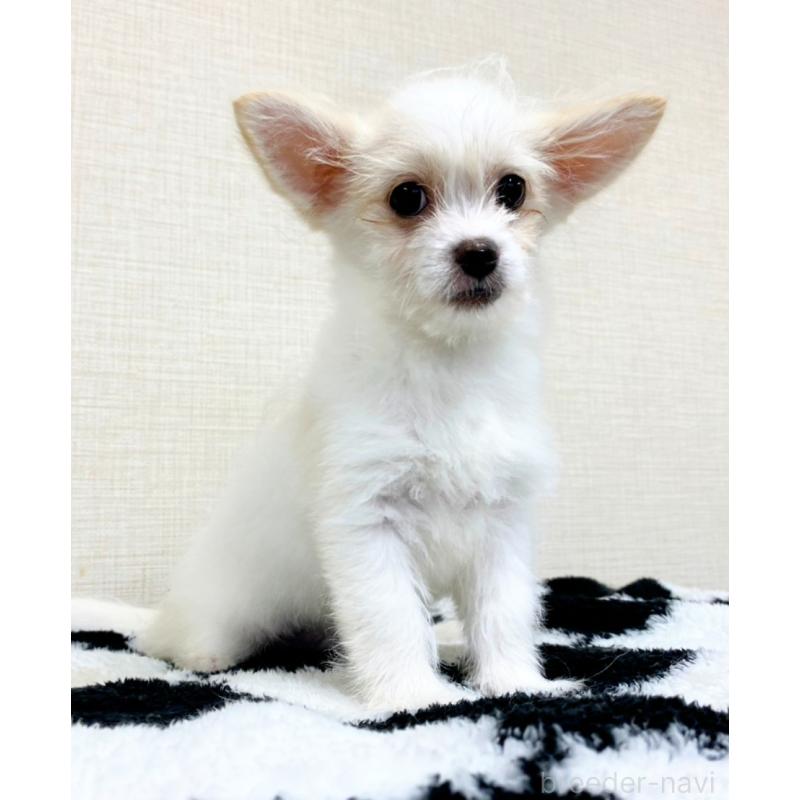 販売中の群馬県のミックス犬-421649の4枚目