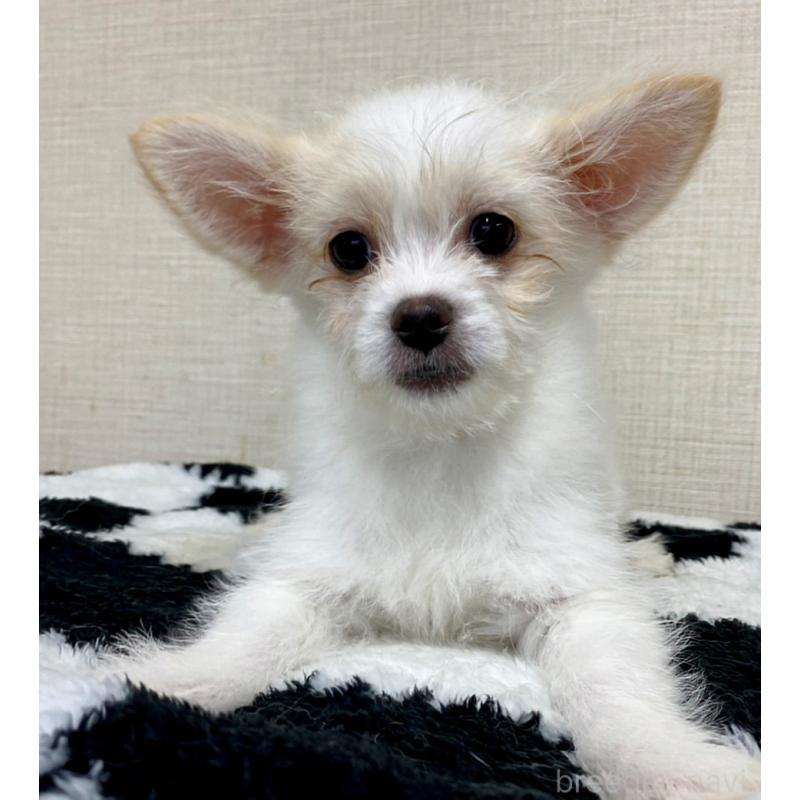 販売中の群馬県のミックス犬-421649の3枚目