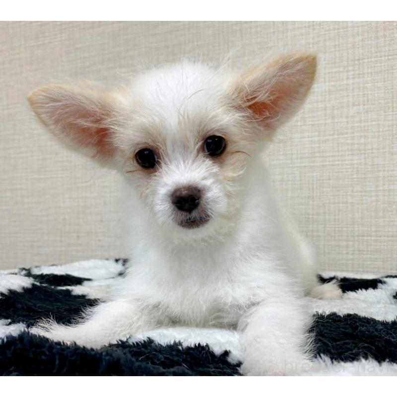 販売中の群馬県のミックス犬-421649の2枚目