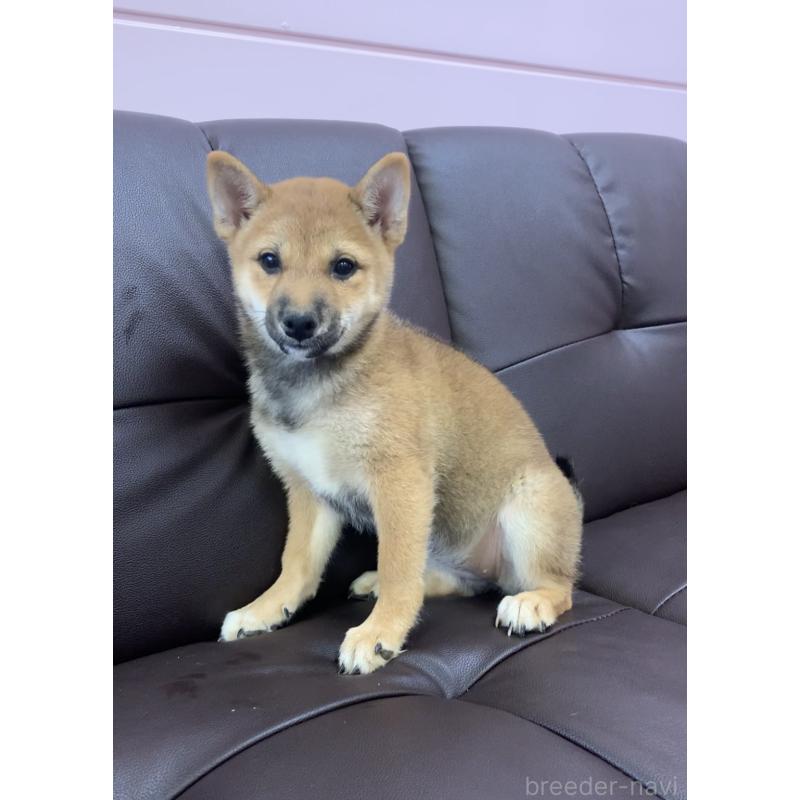 販売中の滋賀県の豆柴-410550