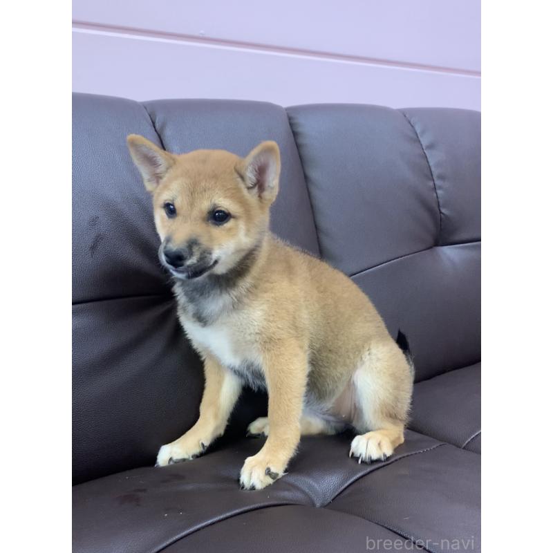 成約済の滋賀県の豆柴-410550の4枚目