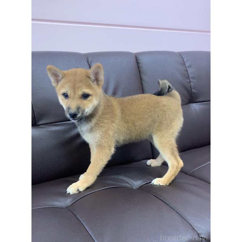 成約済の滋賀県の豆柴-410550の3枚目