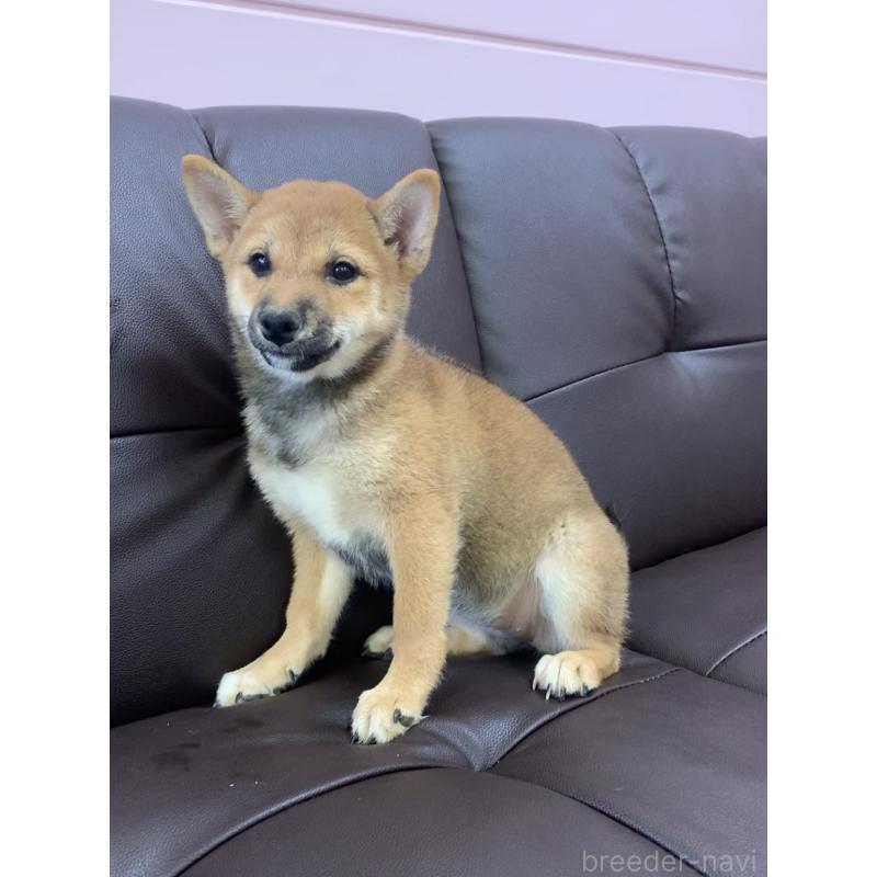 成約済の滋賀県の豆柴-410550の2枚目