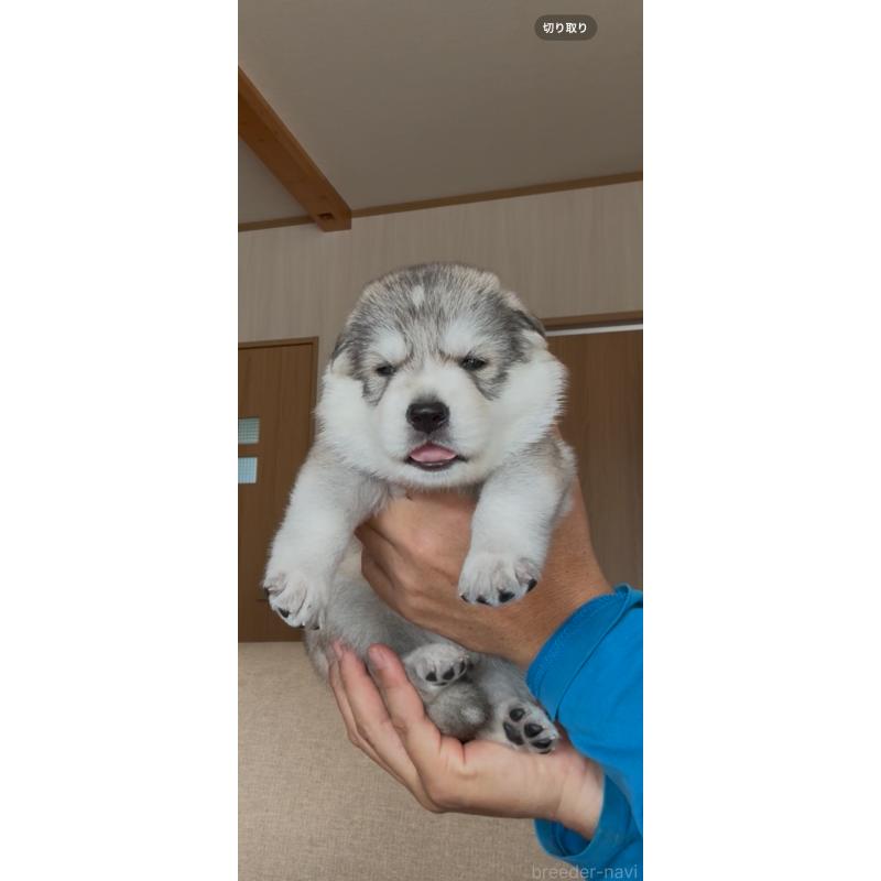 商談中の佐賀県のミックス犬-419868の9枚目