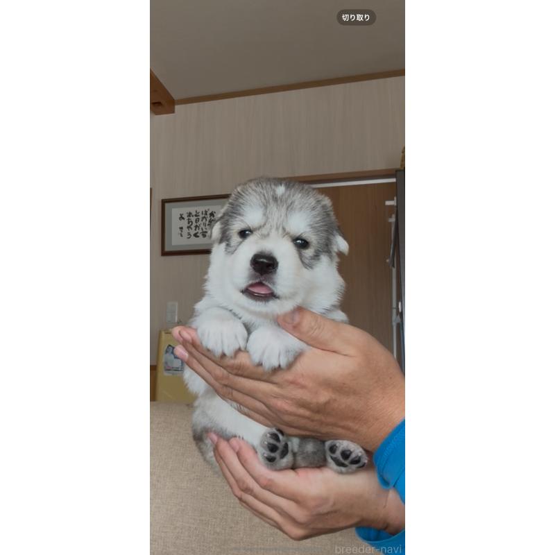 商談中の佐賀県のミックス犬-419868の8枚目