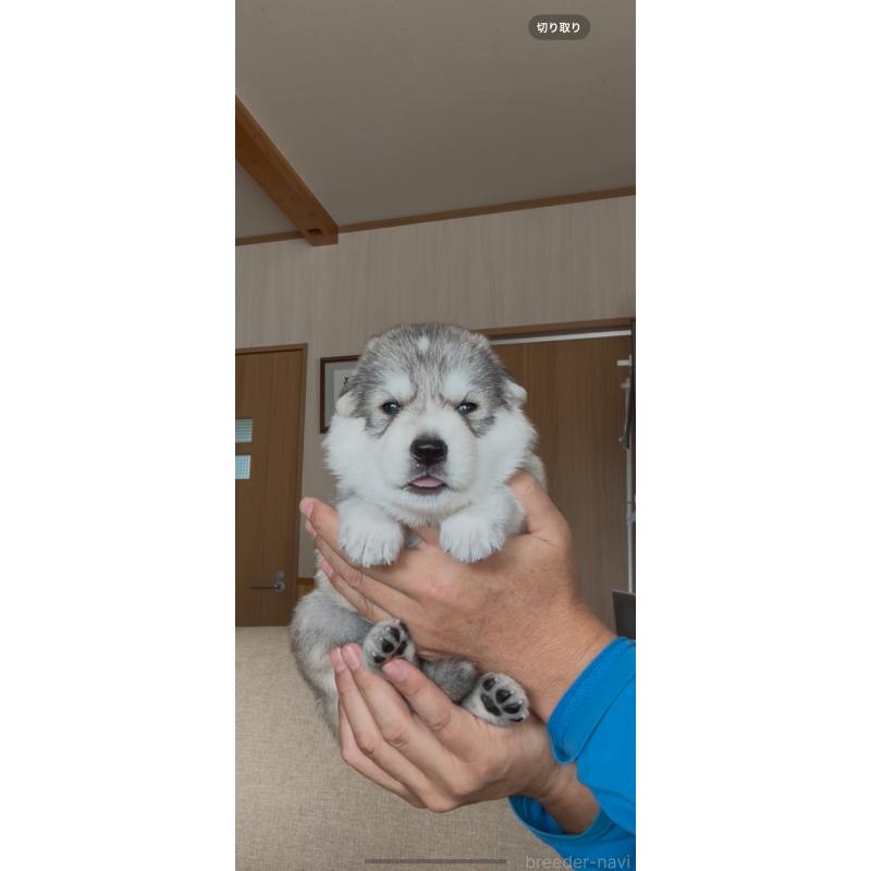 商談中の佐賀県のミックス犬-419868の7枚目