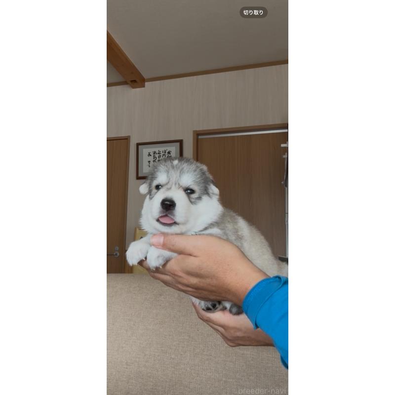 商談中の佐賀県のミックス犬-419868の6枚目