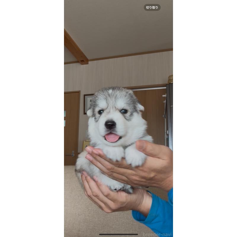 商談中の佐賀県のミックス犬-419868の5枚目