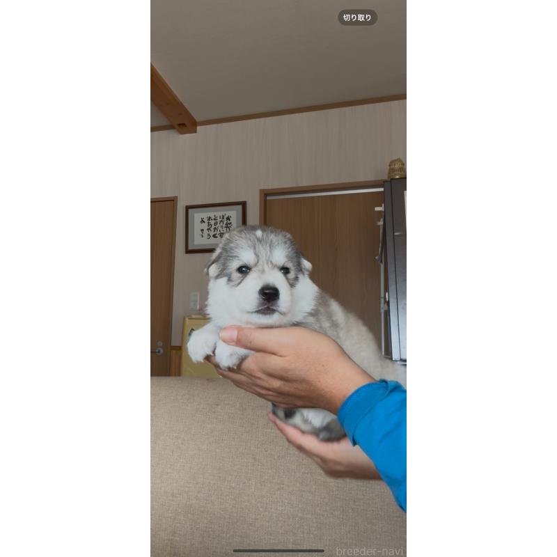 商談中の佐賀県のミックス犬-419868の4枚目