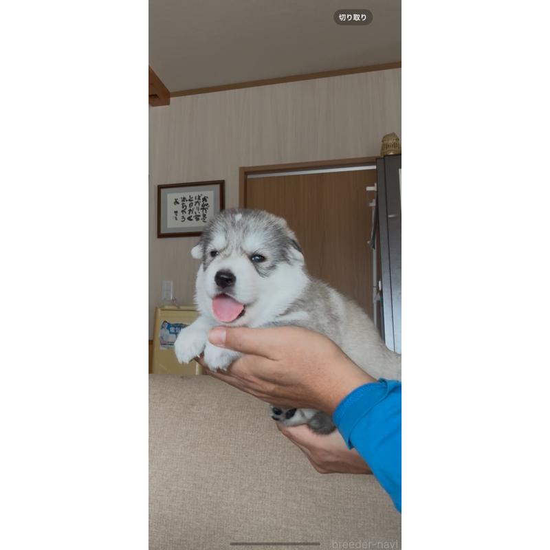 商談中の佐賀県のミックス犬-419868の3枚目