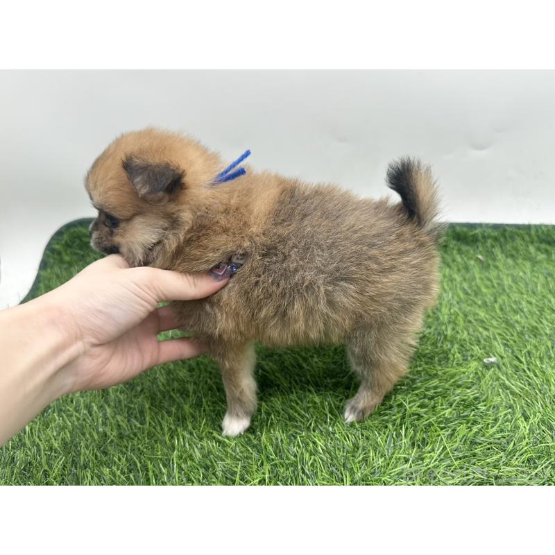 販売中の愛知県のポメチワ:ポメラニアン×チワワ-421652の4枚目