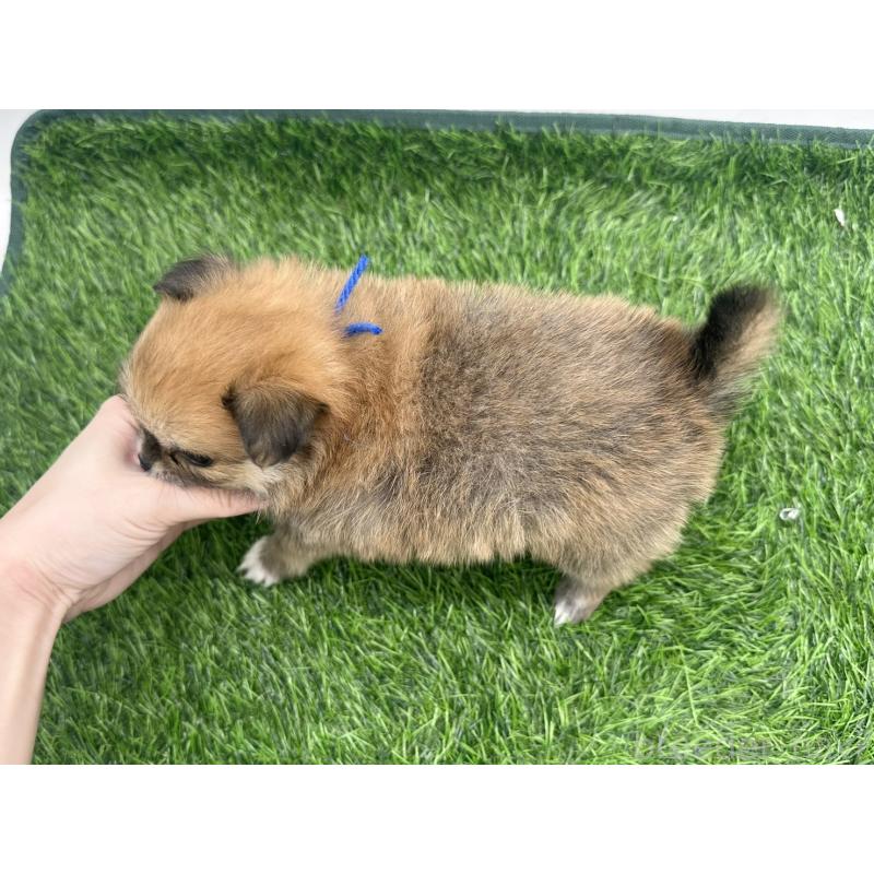 販売中の愛知県のポメチワ:ポメラニアン×チワワ-421652の3枚目