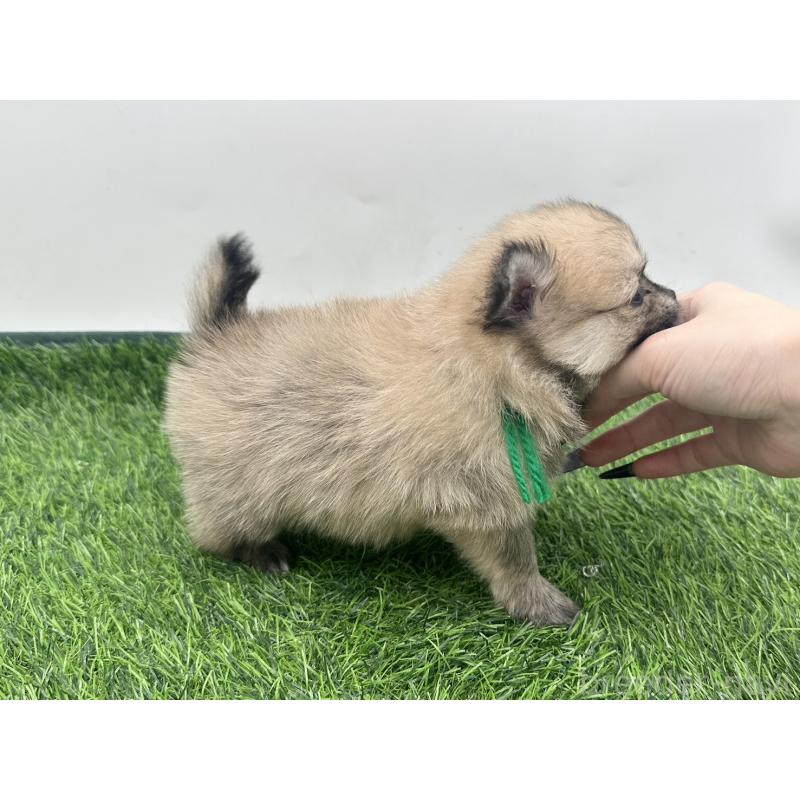 販売中の愛知県のポメチワ:ポメラニアン×チワワ-421654の4枚目
