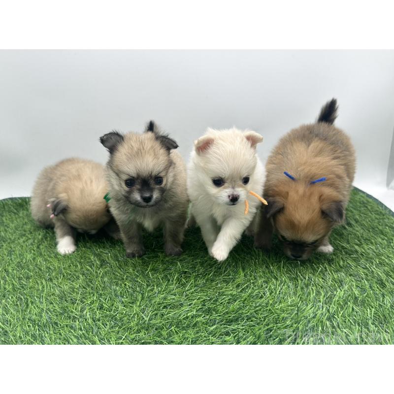 販売中の愛知県のポメチワ:ポメラニアン×チワワ-421654の2枚目