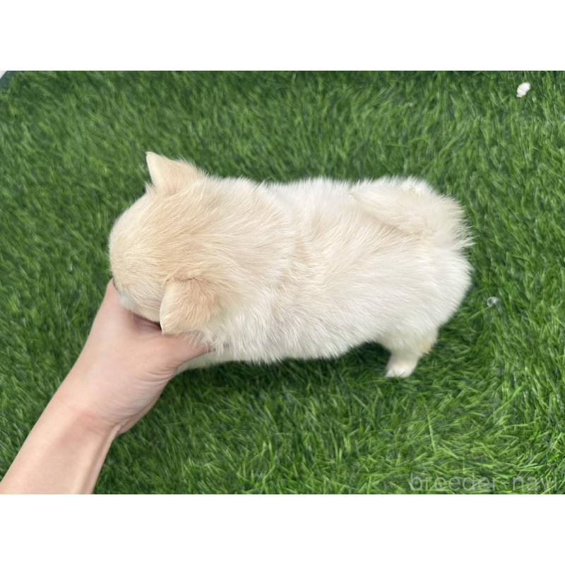 販売中の愛知県のポメチワ:ポメラニアン×チワワ-421656の3枚目