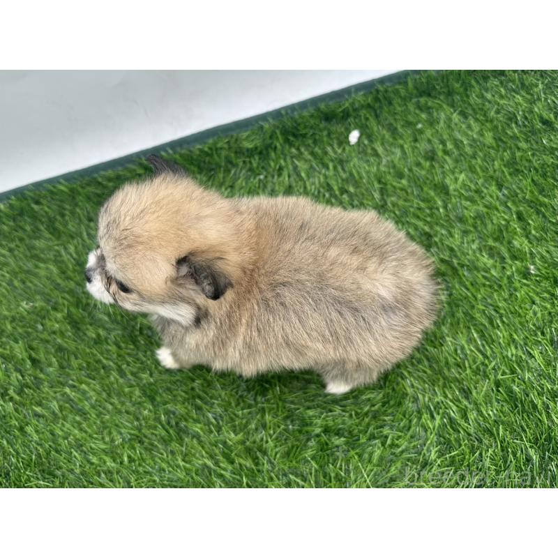 販売中の愛知県のポメチワ:ポメラニアン×チワワ-421657の3枚目
