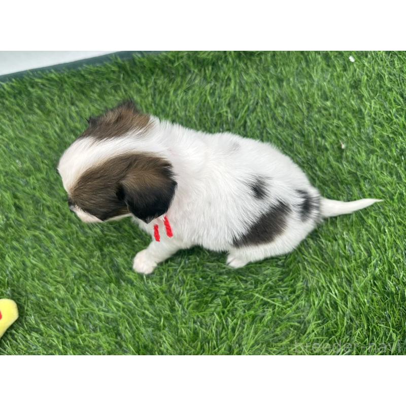 販売中の愛知県のパピヨン-421665の4枚目
