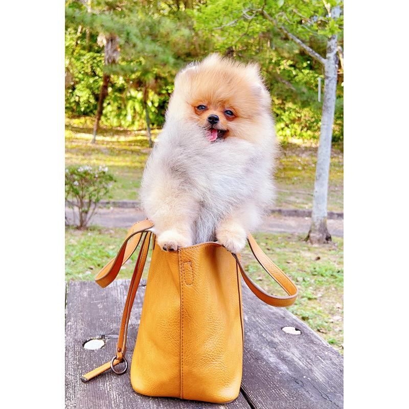 成約済の岐阜県のポメラニアン-407892の26枚目