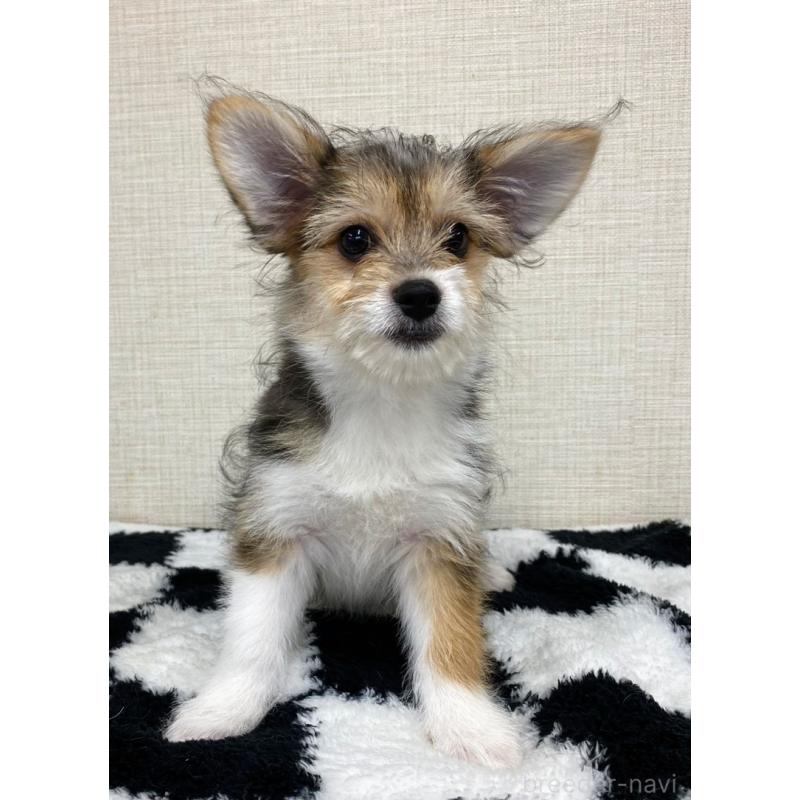 販売中の群馬県のミックス犬-422239の7枚目