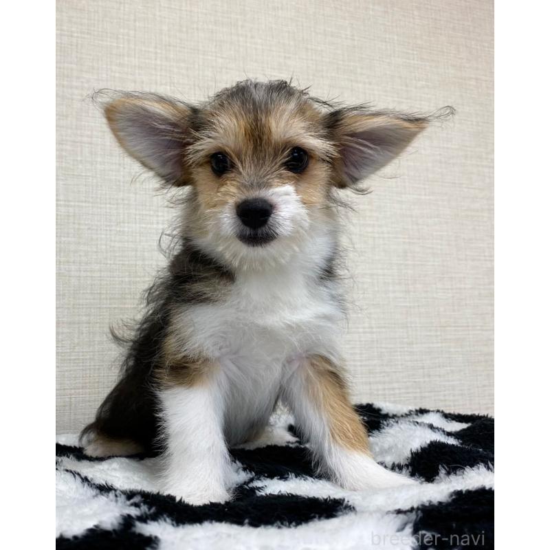 販売中の群馬県のミックス犬-422239の6枚目
