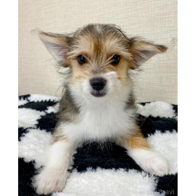 販売中の群馬県のミックス犬-422239の5枚目