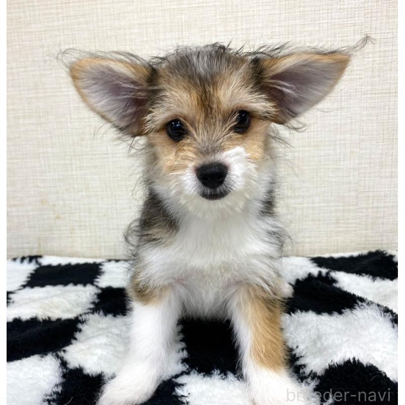 販売中の群馬県のミックス犬-422239の4枚目