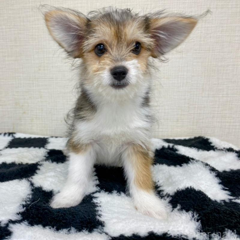販売中の群馬県のミックス犬-422239の3枚目