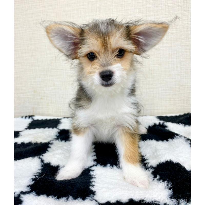 販売中の群馬県のミックス犬-422239の2枚目