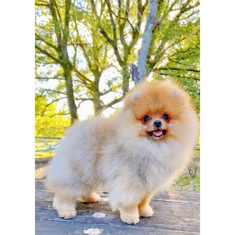 成約済の岐阜県のポメラニアン-407892の23枚目