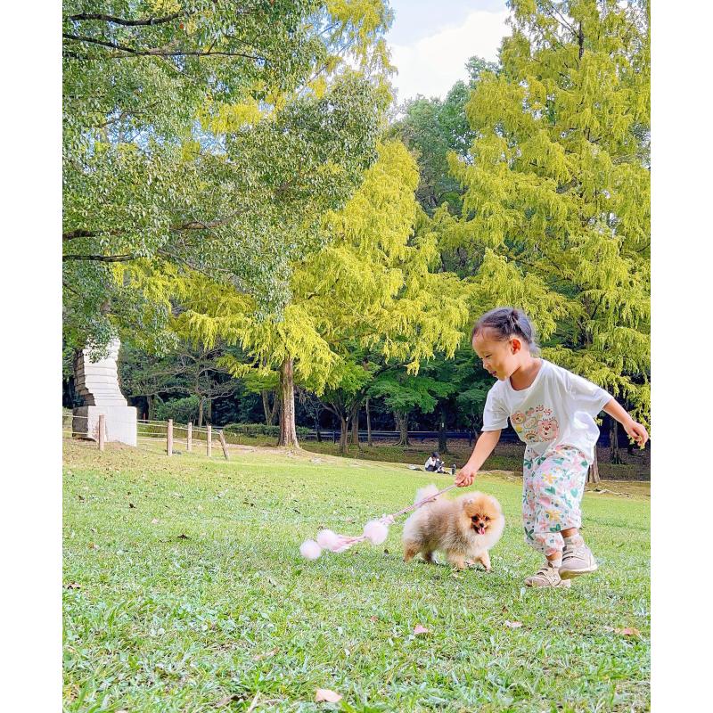 成約済の岐阜県のポメラニアン-407892の22枚目