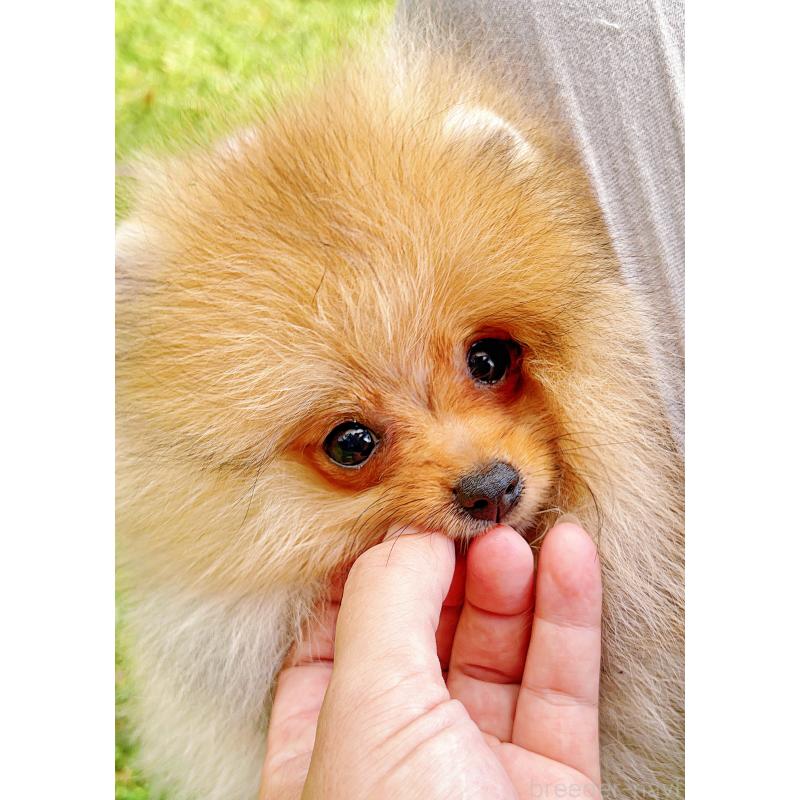 成約済の岐阜県のポメラニアン-407892の20枚目