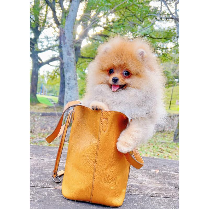 成約済の岐阜県のポメラニアン-407892の16枚目