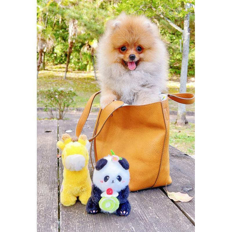 成約済の岐阜県のポメラニアン-407892の15枚目