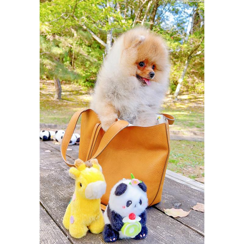 成約済の岐阜県のポメラニアン-407892の14枚目