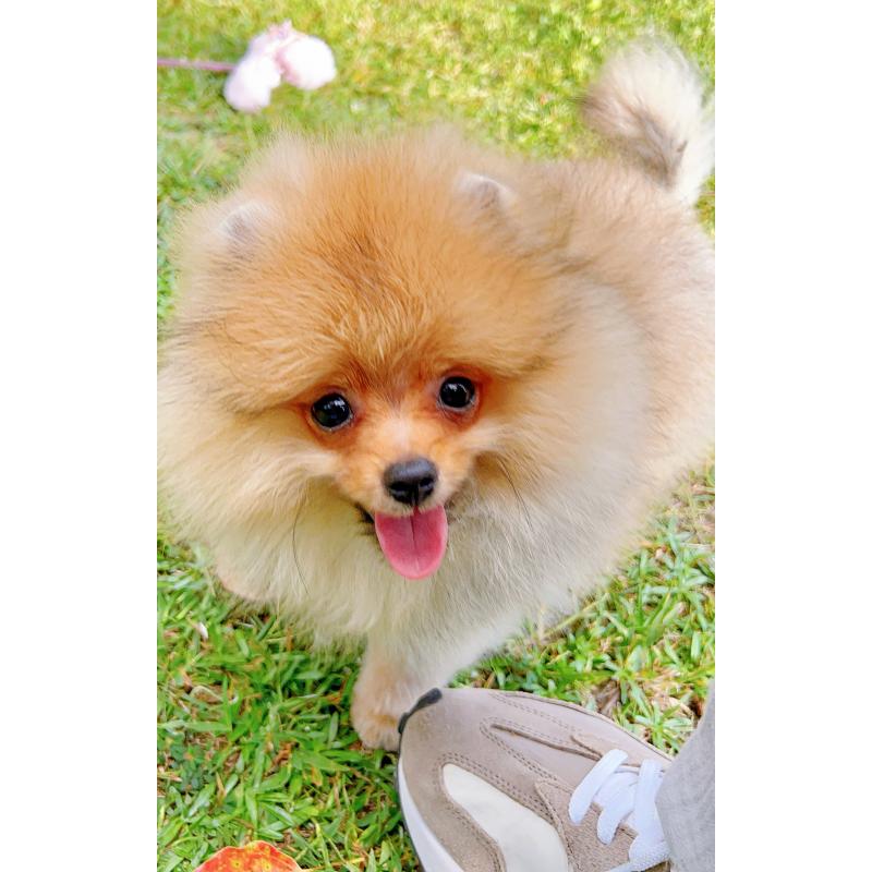 成約済の岐阜県のポメラニアン-407892の13枚目