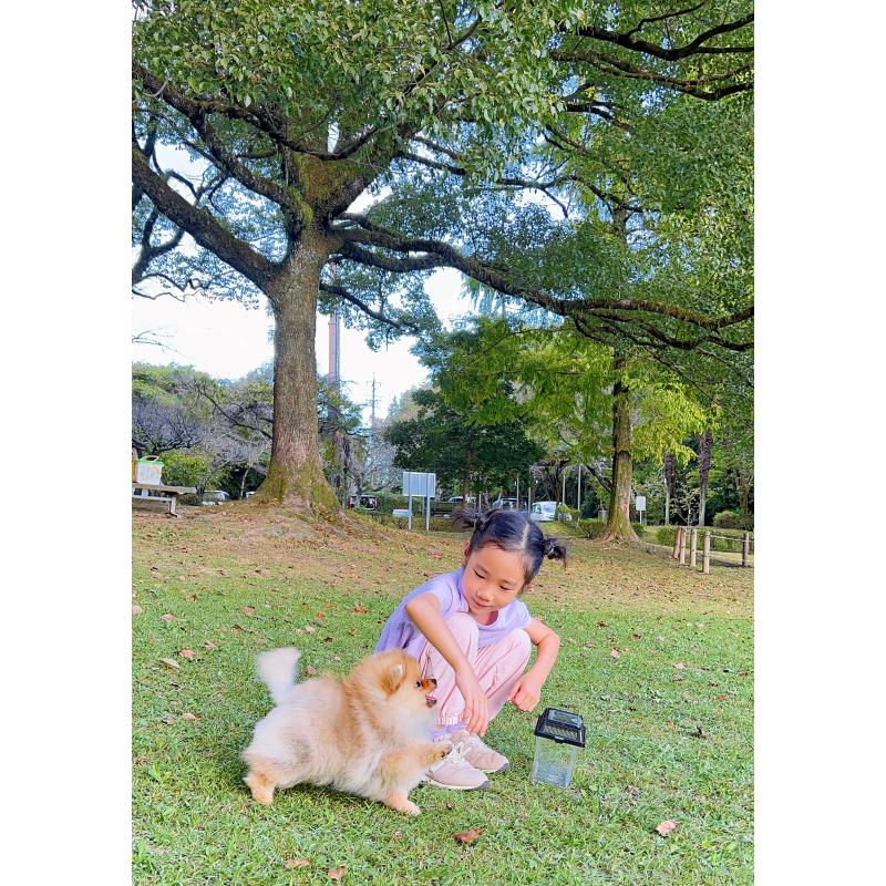 成約済の岐阜県のポメラニアン-407892の12枚目