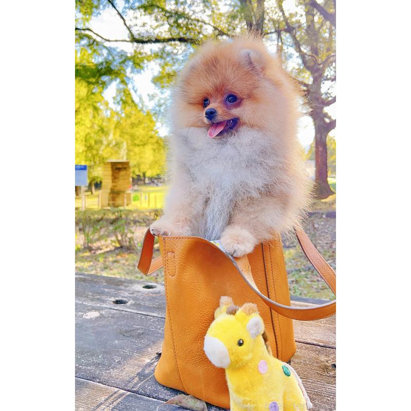 成約済の岐阜県のポメラニアン-407892の10枚目