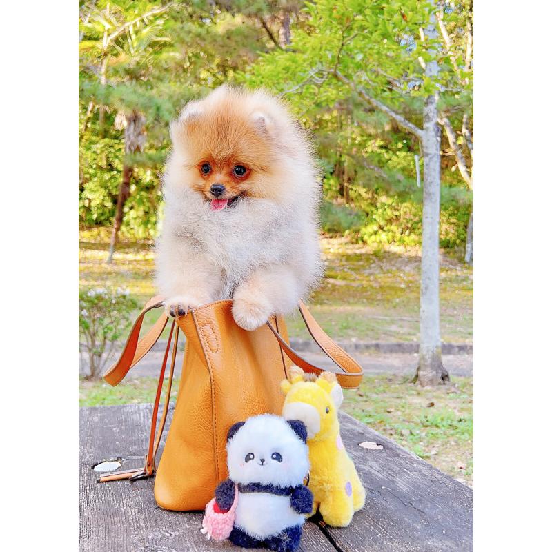 成約済の岐阜県のポメラニアン-407892の5枚目