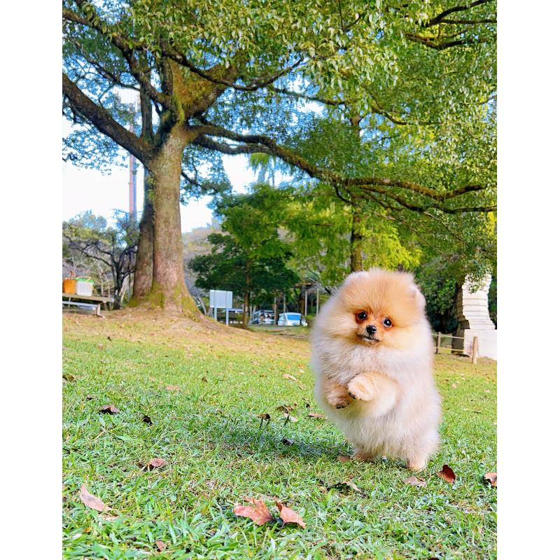 成約済の岐阜県のポメラニアン-407892の4枚目