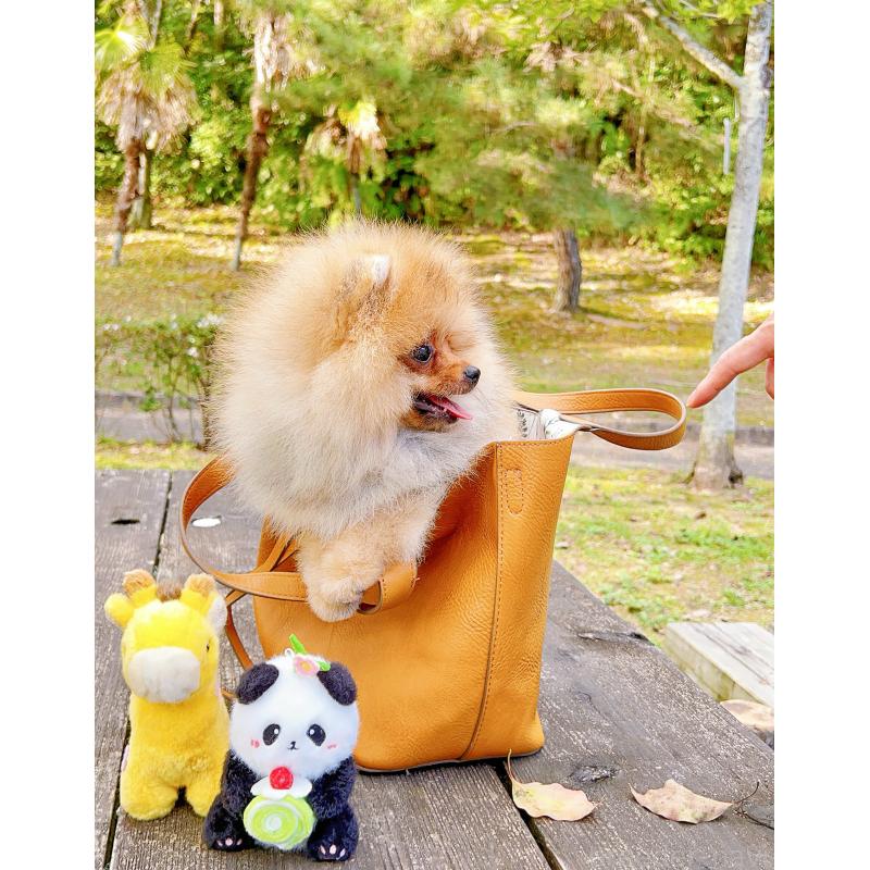 成約済の岐阜県のポメラニアン-407892の3枚目