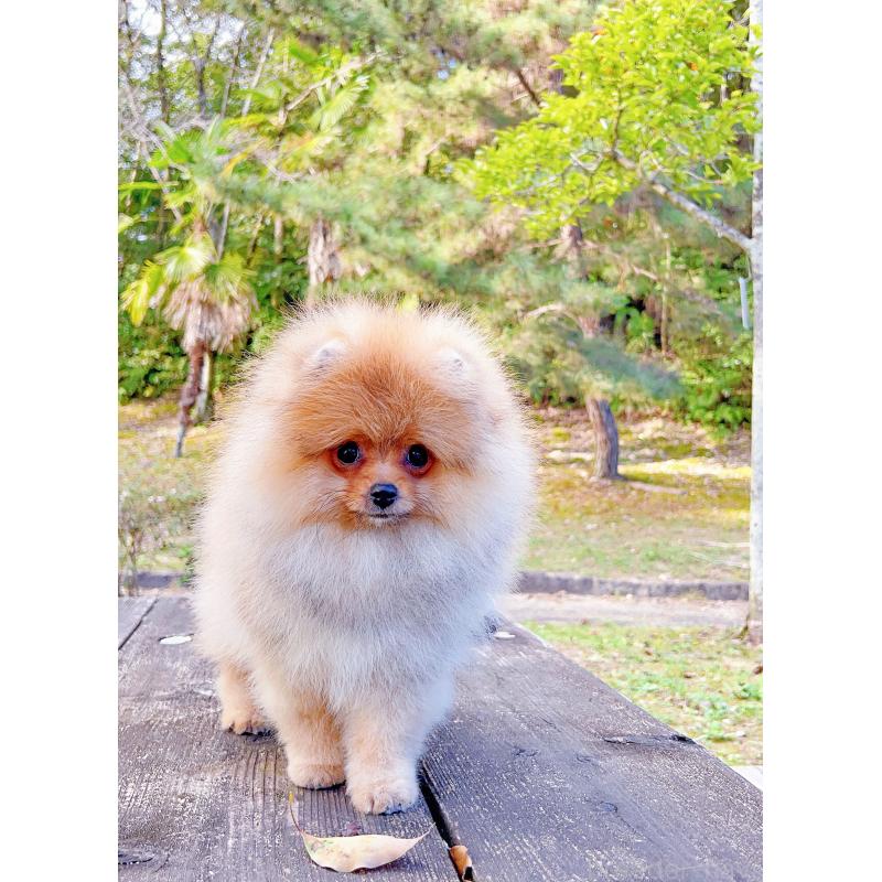 成約済の岐阜県のポメラニアン-407892の2枚目