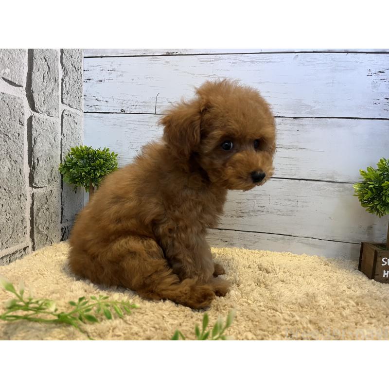 販売中の福岡県のトイプードル-415751の9枚目