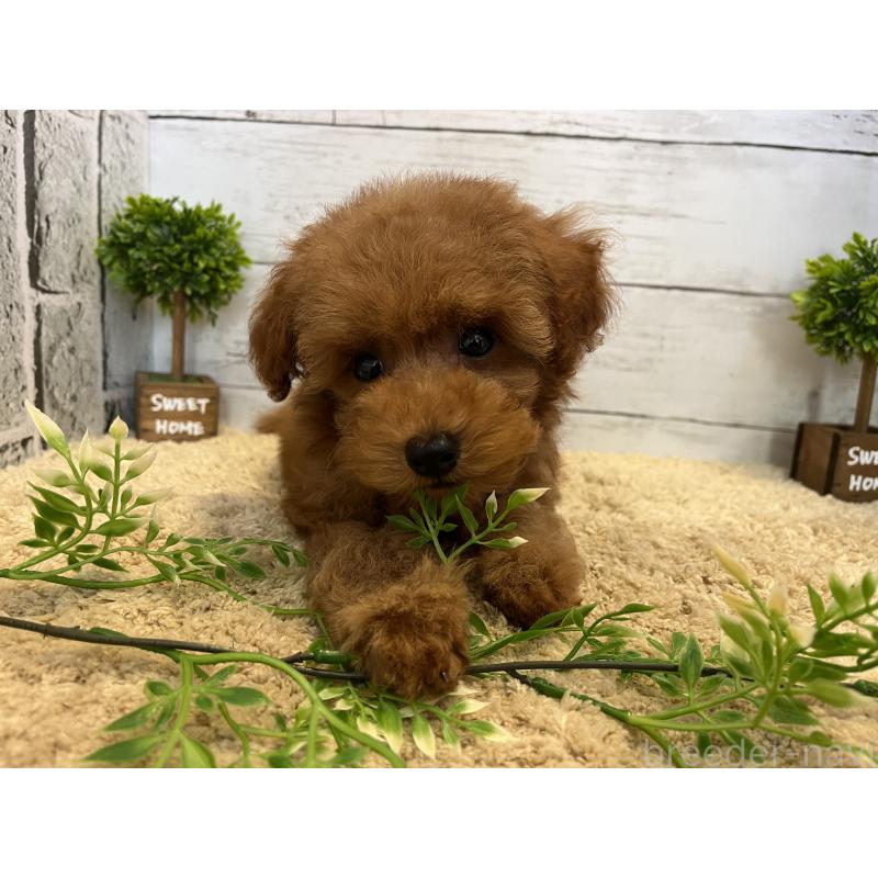 販売中の福岡県のトイプードル-415751の8枚目