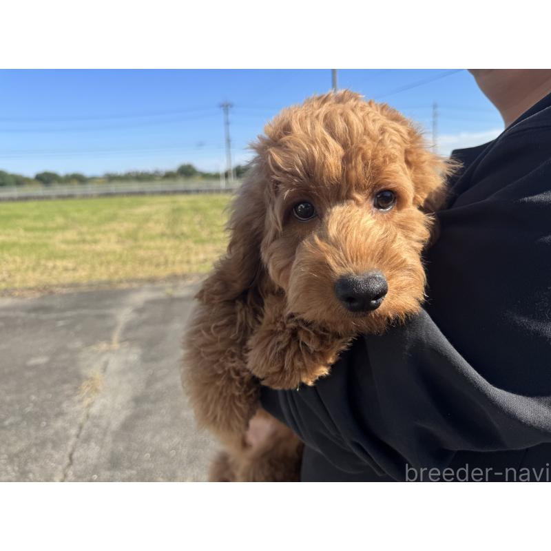 商談中の岐阜県のコッカプー:アメリカンコッカースパニエル×トイプードル-398242の3枚目